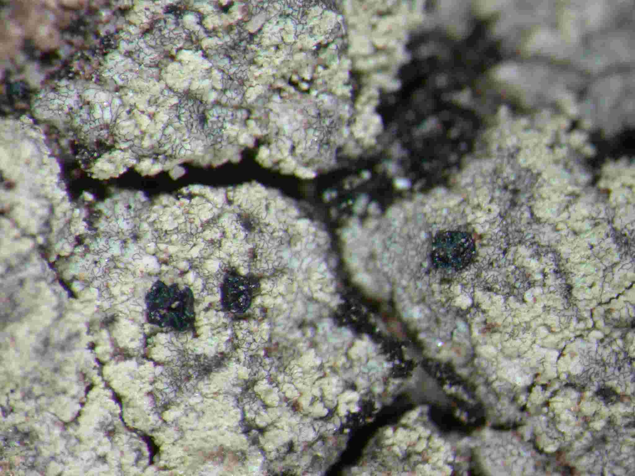 [Lecidella meiococca]
